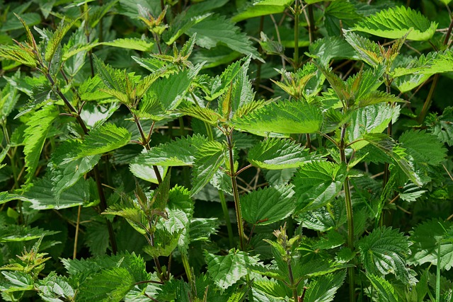 Zioła na regenerację biologiczną: jak natura wspiera nasze ciało? - 1 2025